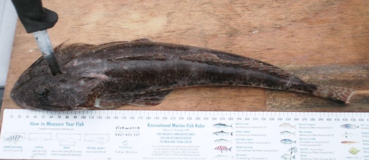 claudia's fish 2.jpg